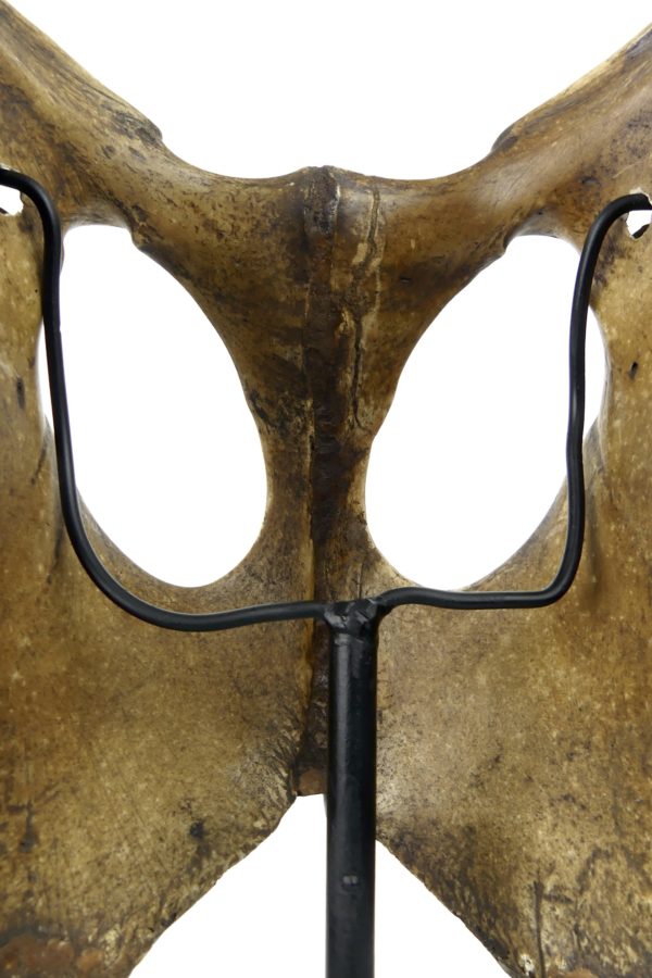 Masque en os gravé Dayak (détail dos)