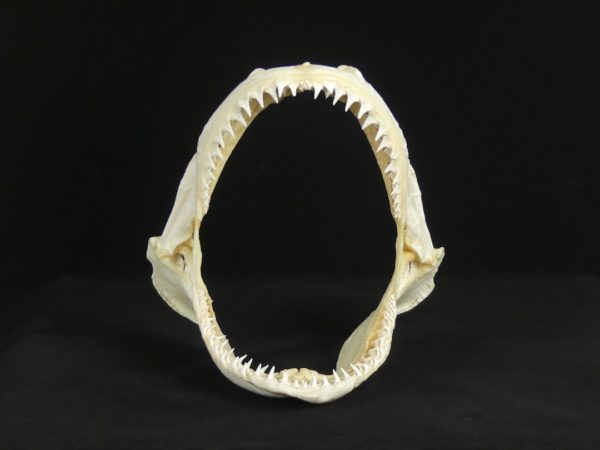 Mâchoire de requin