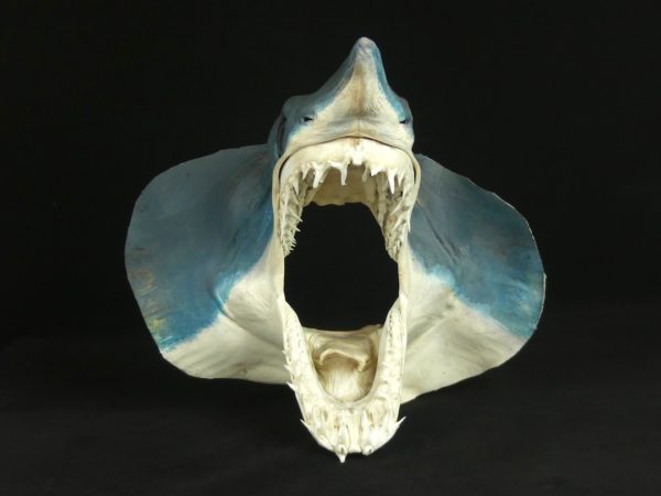 Tête de requin Mako (face)