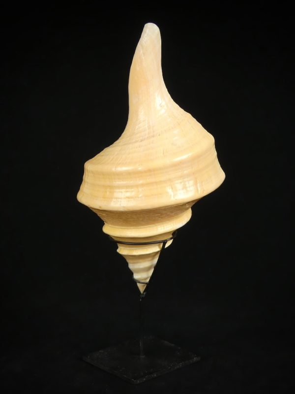 Syrinx aruanus (dos)