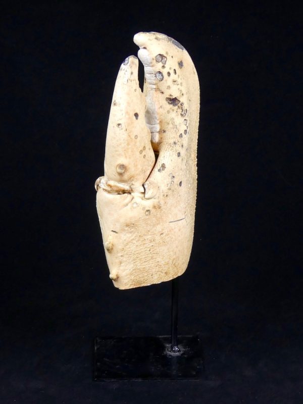 Grande pince de crabe (3/4)