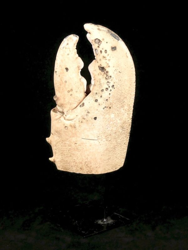 Grande pince de crabe (profil)