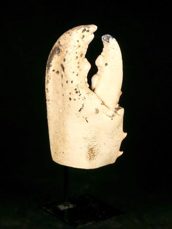 Grande pince de crabe