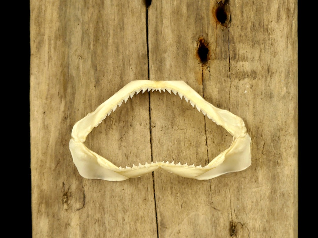 Barre De Rivière Requin Taxidermie de la mâchoire - - Catawiki