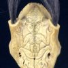 Trophée cervidé Dayak (détail)