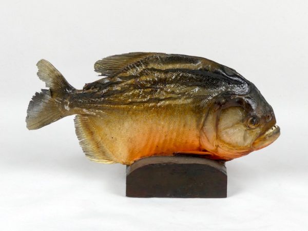 Piranha (profil)