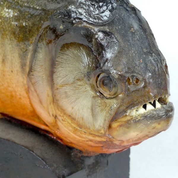 Piranha (détail)