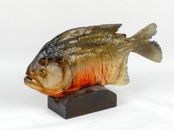 Piranha (3/4 face 2)