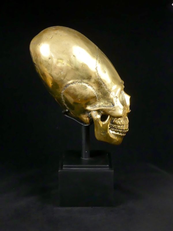 Crâne allongé (profil 2)