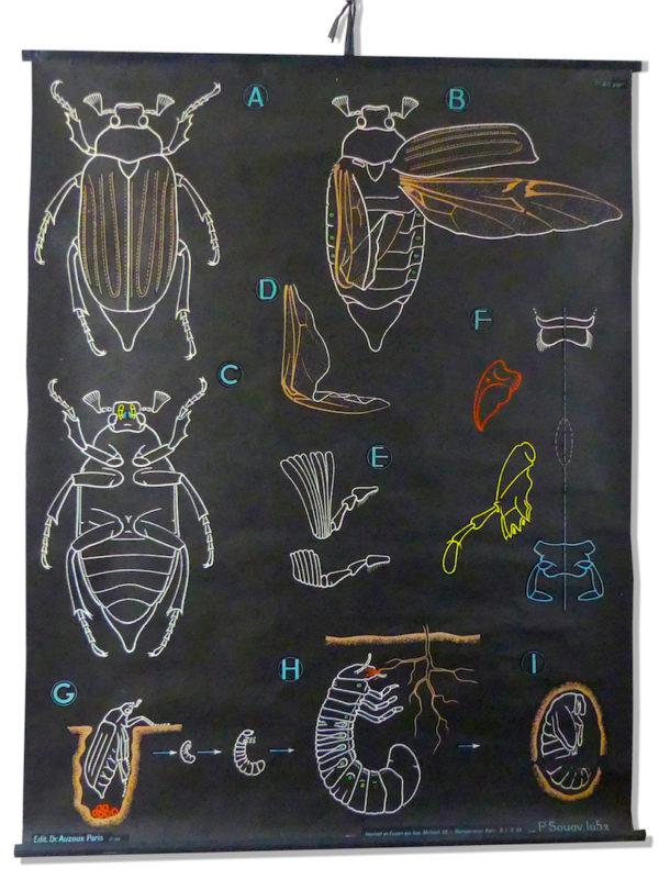 Affiche scolaire Le Hanneton