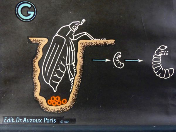 Affiche scolaire Le Hanneton (détail 2)