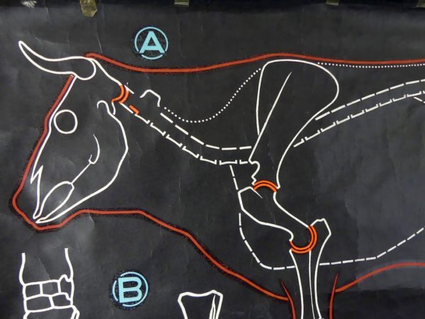 Affiche scolaire le Bœuf (détail 1)