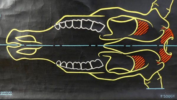 Affiche scolaire le Bœuf (détail 3)