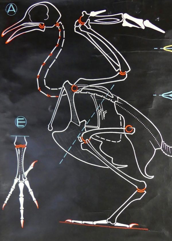 Affiche scolaire le Pigeon (détail 1)