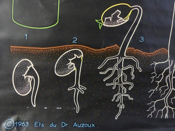 Affiche scolaire le Haricot (détail 2)