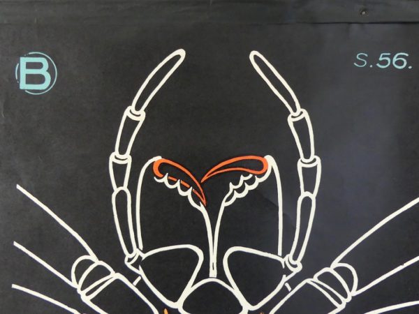 Affiche scolaire Épeire (détail 2)