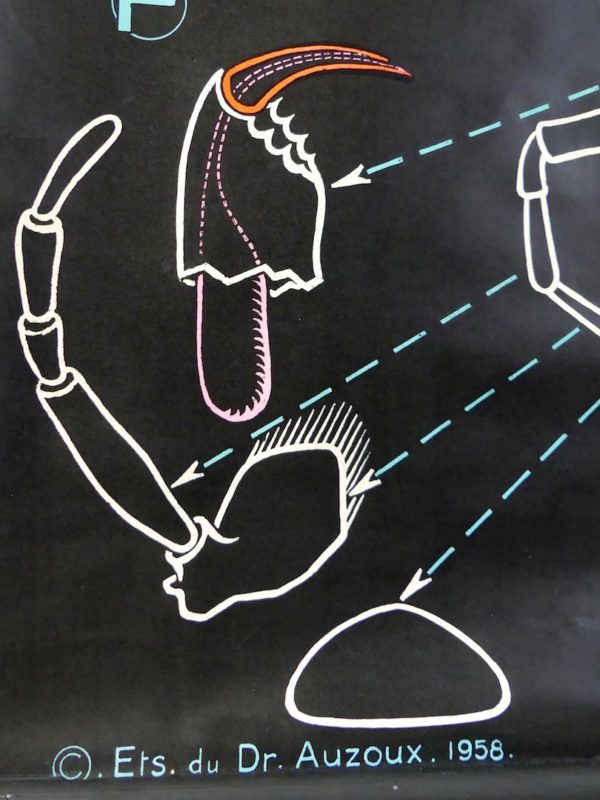 Affiche scolaire Épeire (détail 4)