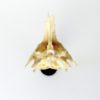Poisson crucifix (dessus)