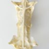 Poisson crucifix (détail 3)