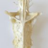 Poisson crucifix (détail 4)