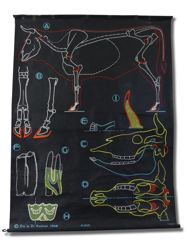 Affiche scolaire le Bœuf