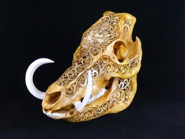 Crâne de sanglier (3/4)