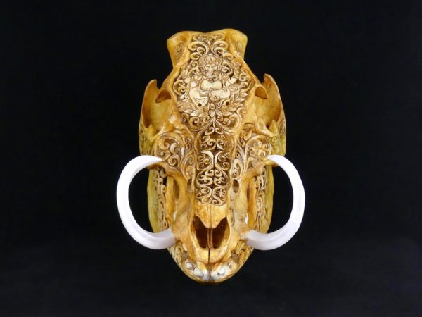 Crâne de sanglier (face)