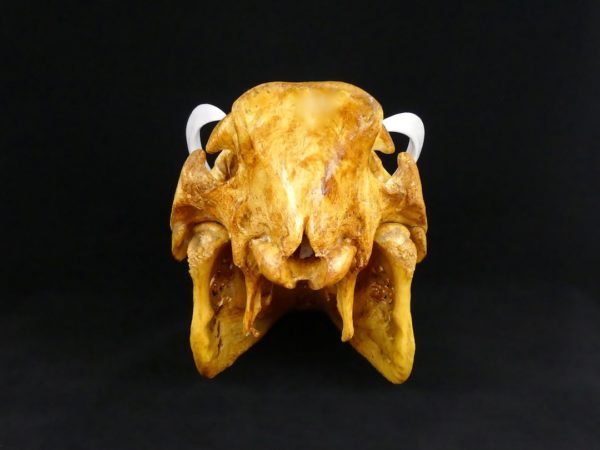 Crâne de sanglier (dos)