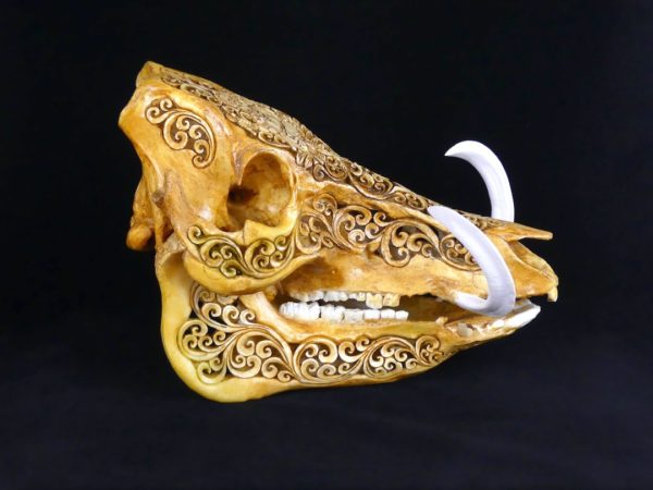 Crâne de sanglier (profil 2)