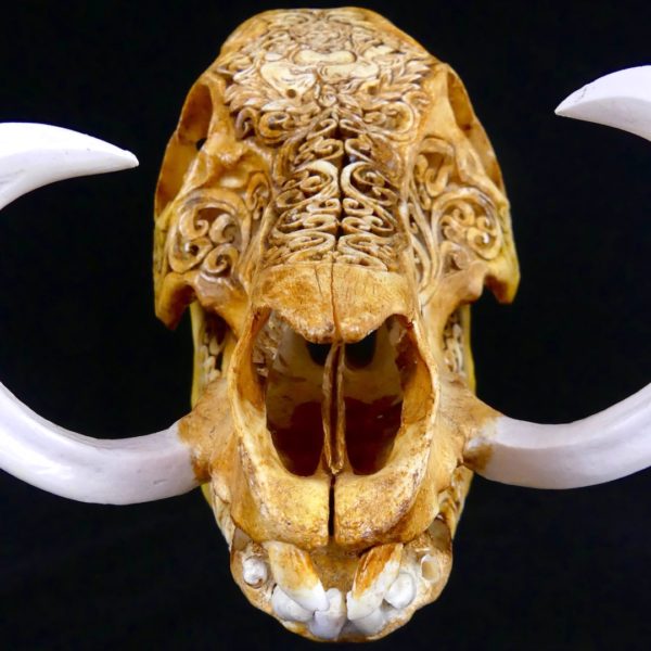 Crâne de sanglier (devant)