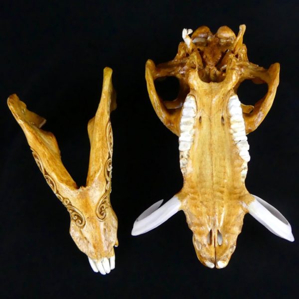 Crâne de sanglier (mandibule 2)