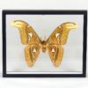 Taxidermie Attacus atlas (face)