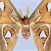 Taxidermie Attacus atlas (détail)