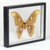 Taxidermie Attacus atlas (3/4)