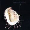 Coquillage Cassis cornuta (dessous et pied)