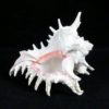 Coquillage Chicoreus ramosus