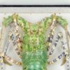 Langouste verte (tête)