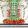 Langouste verte (queue)
