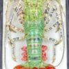 Langouste verte (face)