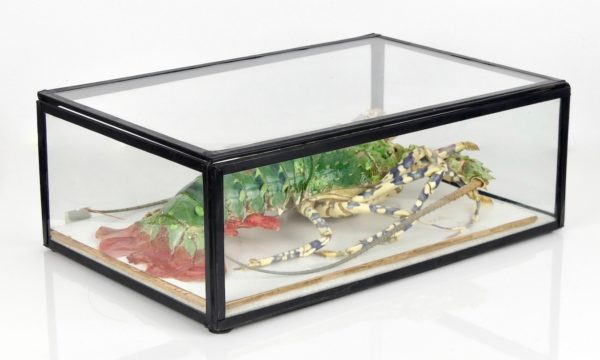 Langouste verte (3/4)