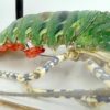 Langouste verte (détail 2)