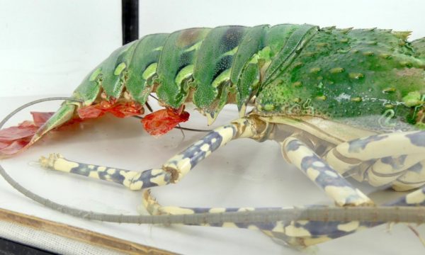 Langouste verte (détail 2)