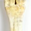 Tibia de girafe 1 (détail 1)