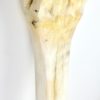 Tibia de girafe 1 (détail 2)