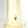 Tibia de girafe 1 (détail 3)