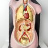 Buste anatomie clastique (face)