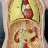 Buste anatomie clastique (face détail)