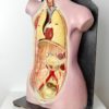 Buste anatomie clastique (3/4)