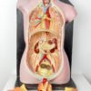 Buste anatomie clastique (organes)