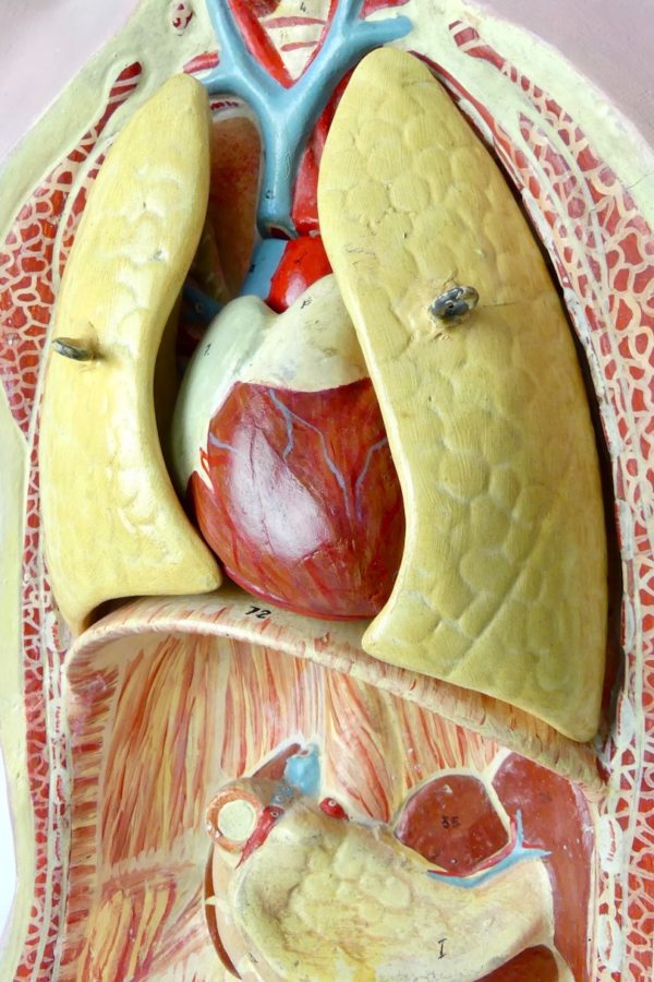 Buste anatomie clastique (détail 2)